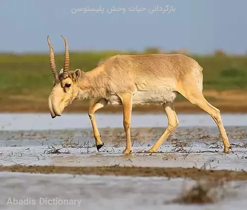 بازگردانی حیات وحش پلیستوسن